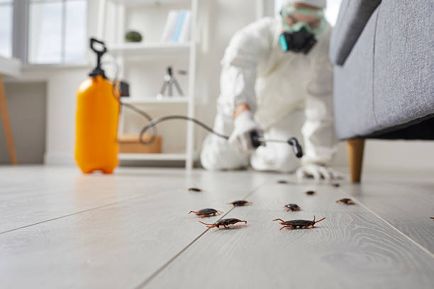 Post-Treatment Bed Bug Interceptor Monitoring in Mill Plain